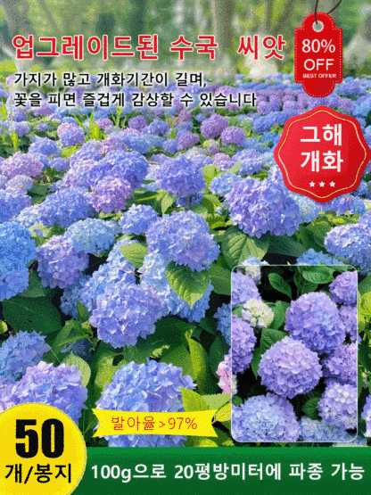 사계절 개화 수국 씨앗
