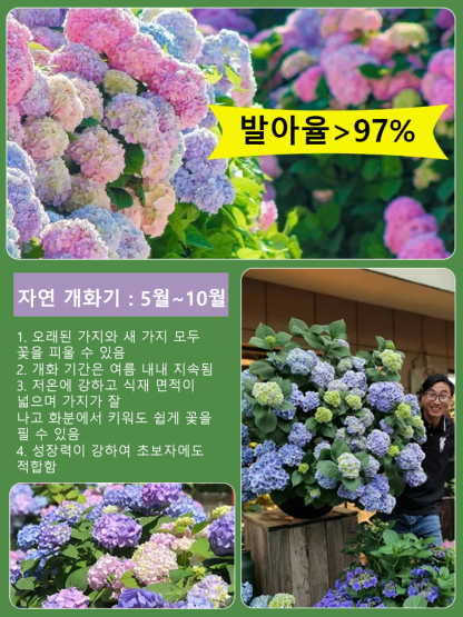 사계절 개화 수국 씨앗