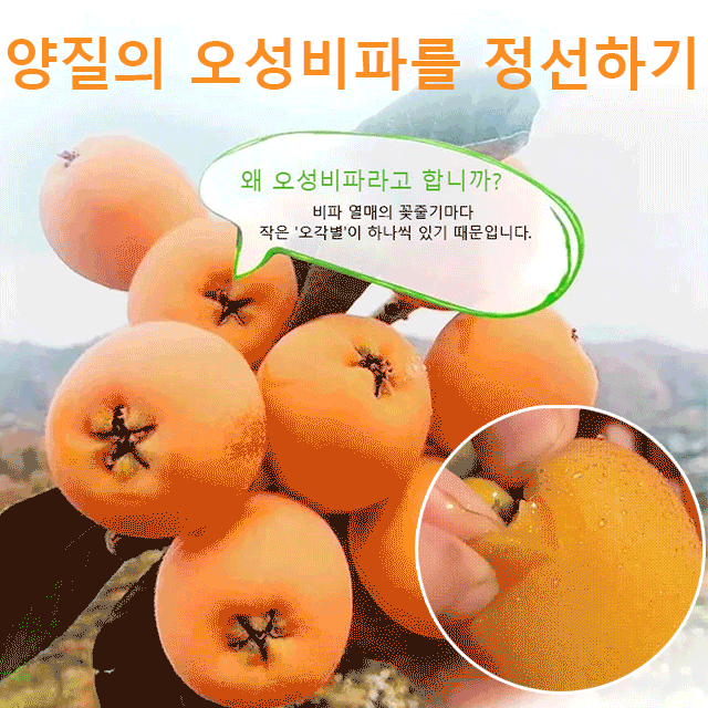 죽봉 소금 말린 비파 
