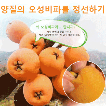 죽봉 소금 말린 비파 