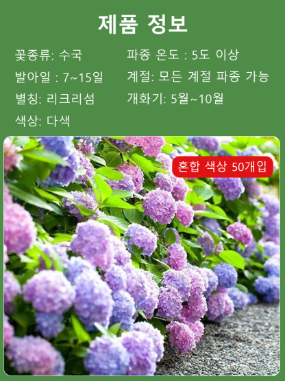 사계절 개화 수국 씨앗