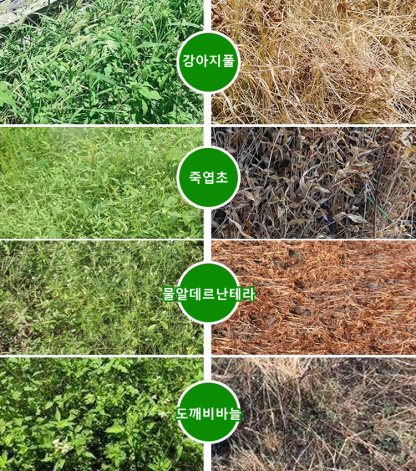 잡초제거 강력 제초제