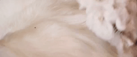 0d8301ebb306f8ad73e1fbf440ab4ccf.gif
