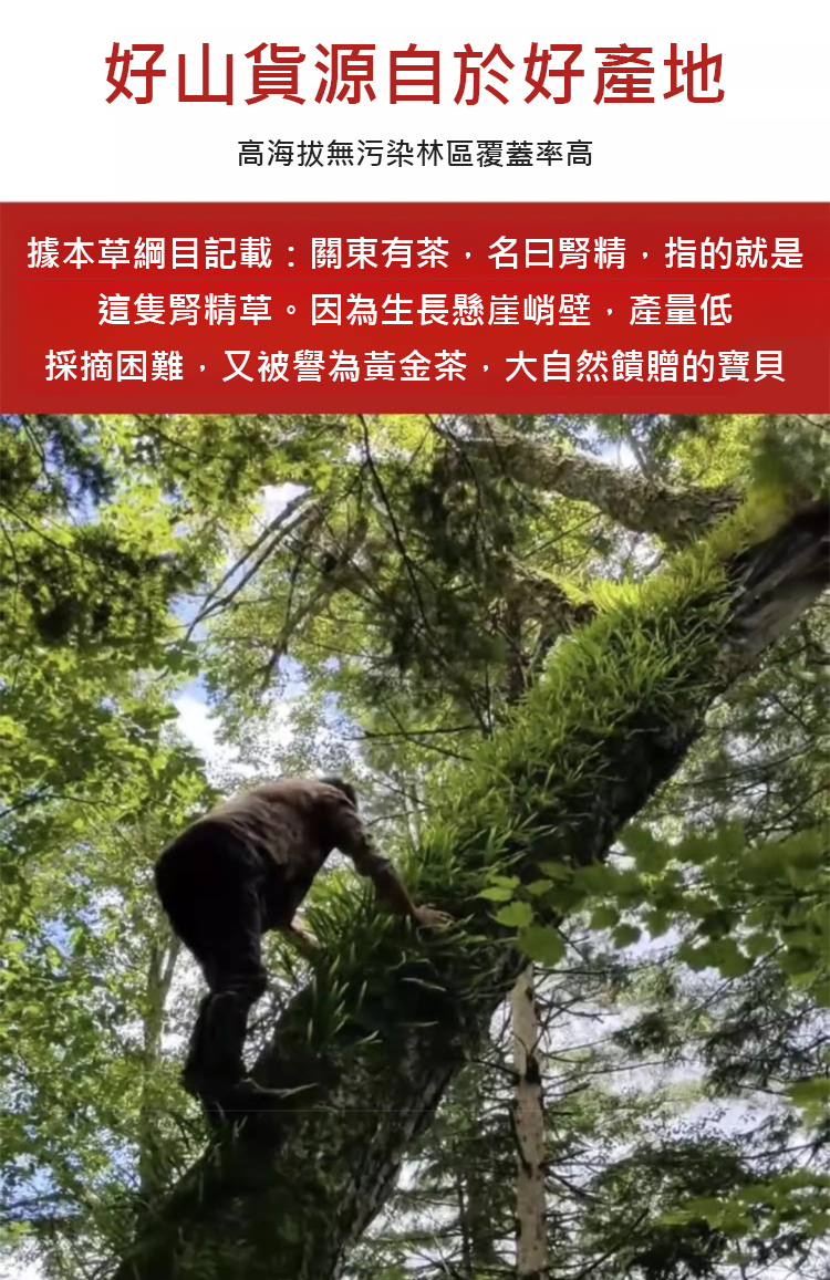 翻译件-SL-纯正野生人工采摘藏精茶-1202457-系统_07.jpg