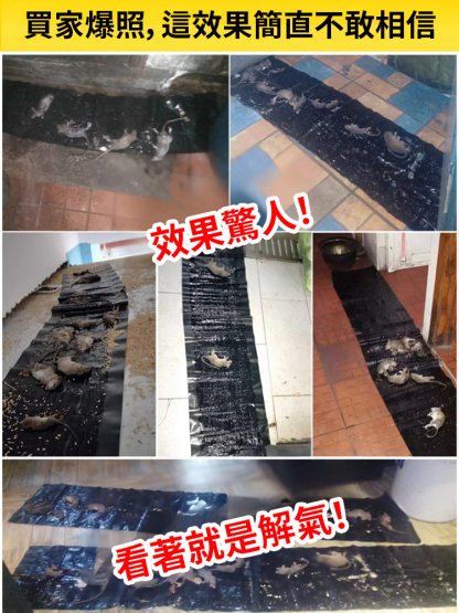 【1晚上抓1窩】超強力滅鼠魔毯，超大尺寸，可隨意剪裁放置地面等強力粘膠，滅絕老鼠
