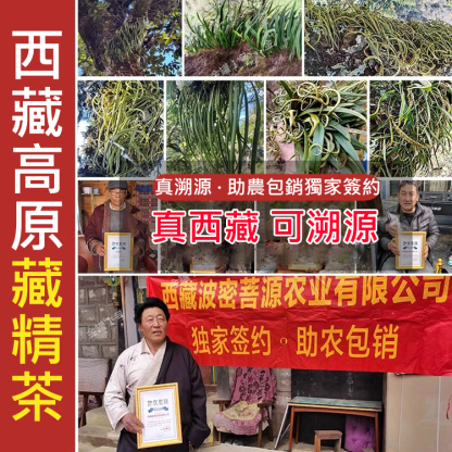 純正野生人工採摘藏精茶，天然野生藏精茶，補充精氣，提升力量感，每天泡一杯，讓你重回年輕巔峰狀態
