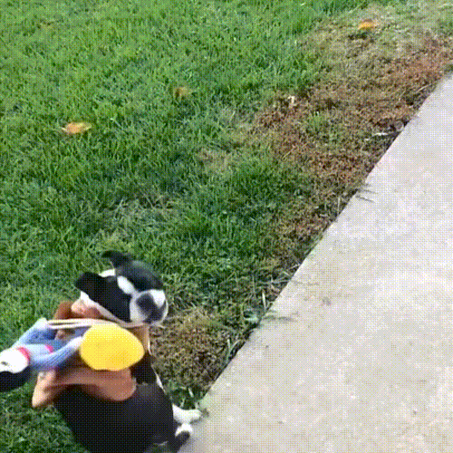 Halloween Pet Costume,Cute Dog Cosplay Halloween Funny Costume Party Special Costume