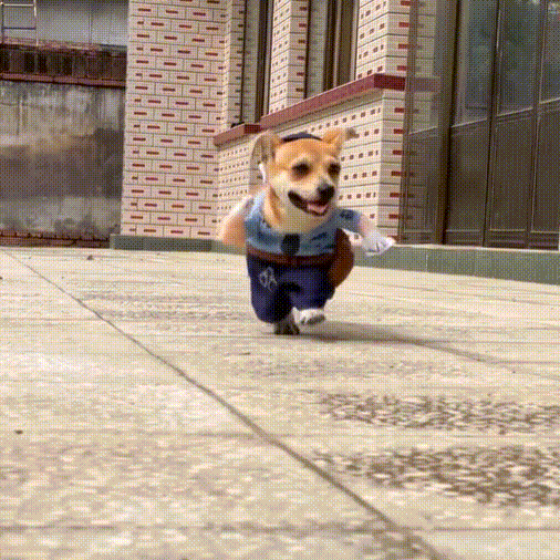 Halloween Pet Costume,Cute Dog Cosplay Halloween Funny Costume Party Special Costume