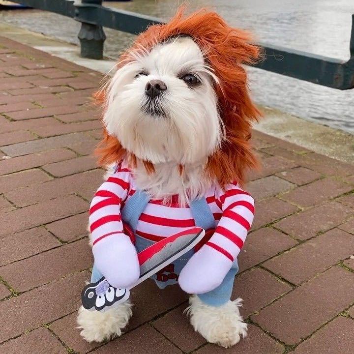 Halloween Pet Costume,Cute Dog Cosplay Halloween Funny Costume Party Special Costume