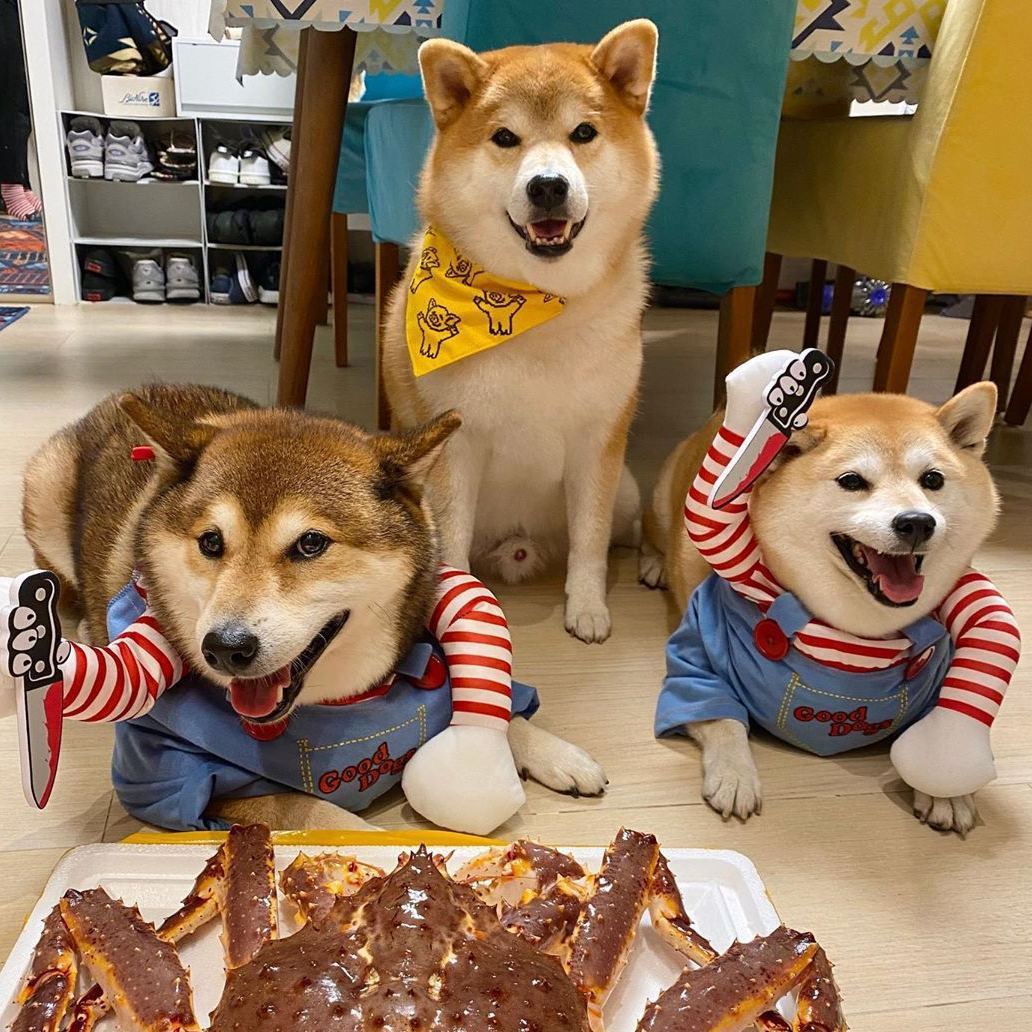 Halloween Pet Costume,Cute Dog Cosplay Halloween Funny Costume Party Special Costume