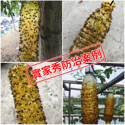 防雨防曬瓜果實蠅誘黏劑
