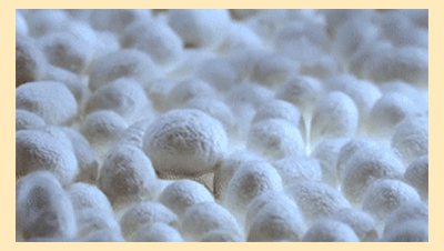20240803_094201_065.gif