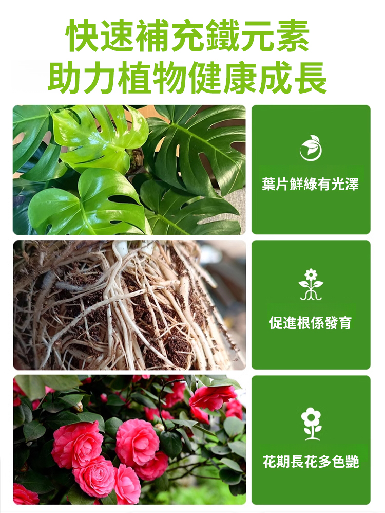 【爆盆開花】新款硫酸亞鐵土壤光合肥