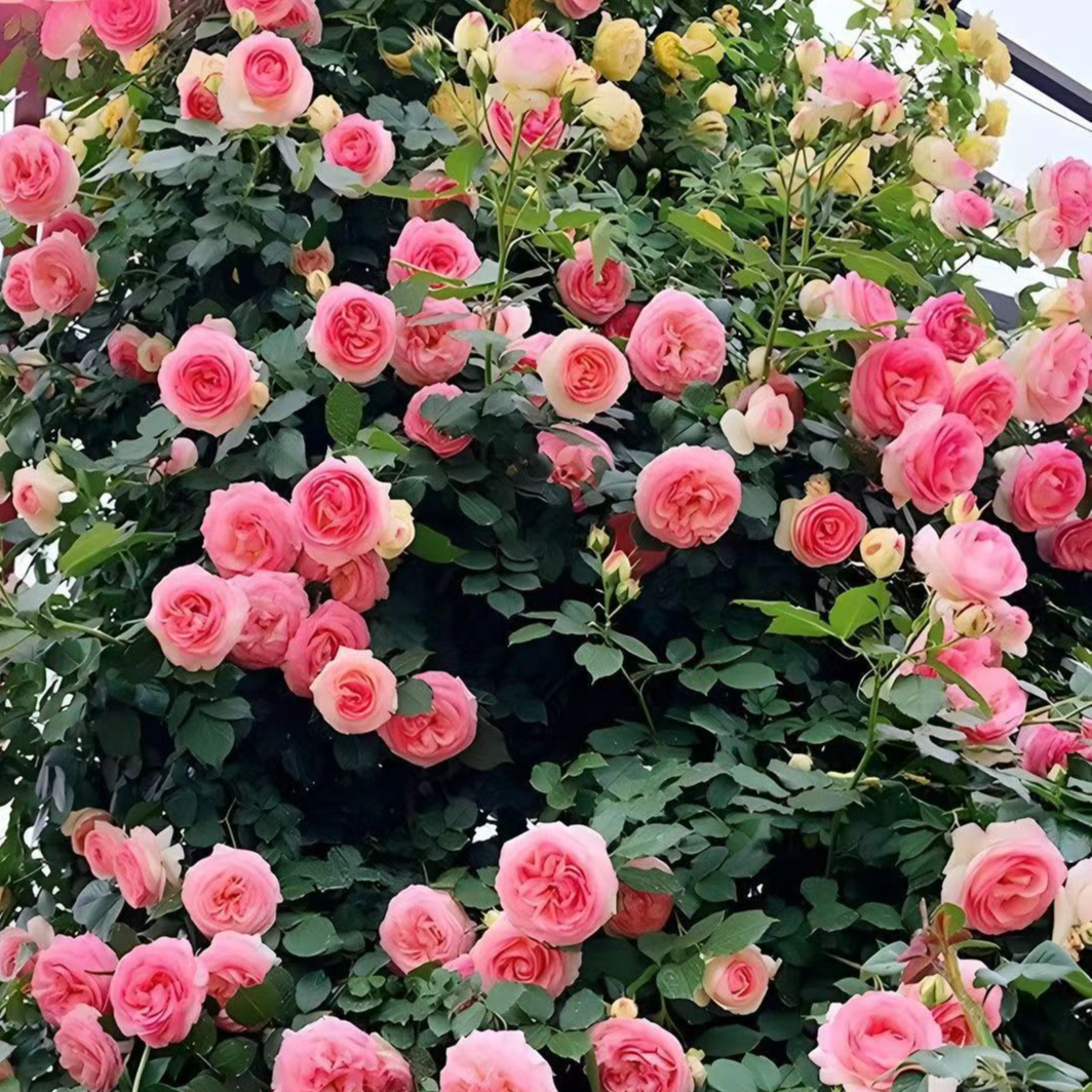 つるバラの種