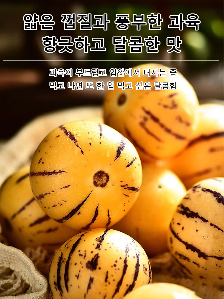 [100일 숙성] 우유향 황금 페피노 멜론 씨앗
