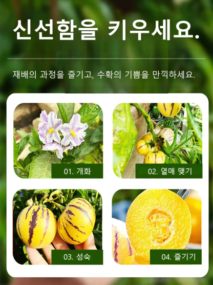 [100일 숙성] 우유향 황금 페피노 멜론 씨앗