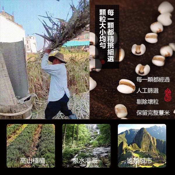 低溫烘焙炒薏米