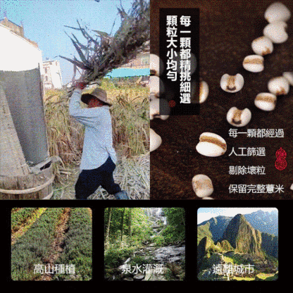 低溫烘焙炒薏米 