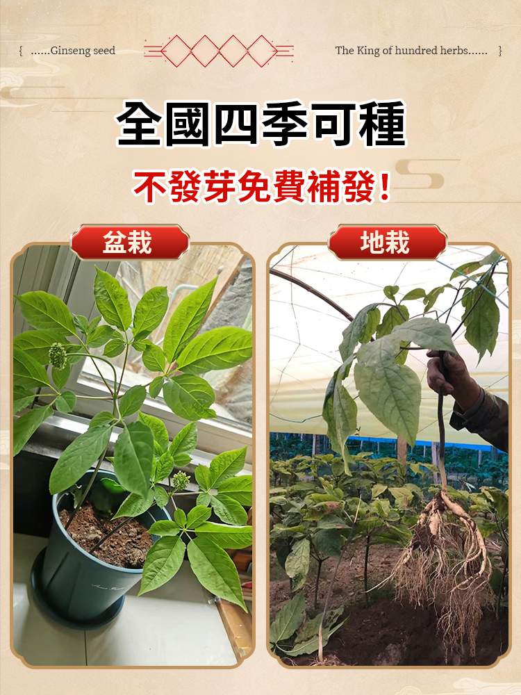 滋補之王正宗長白山人參種子