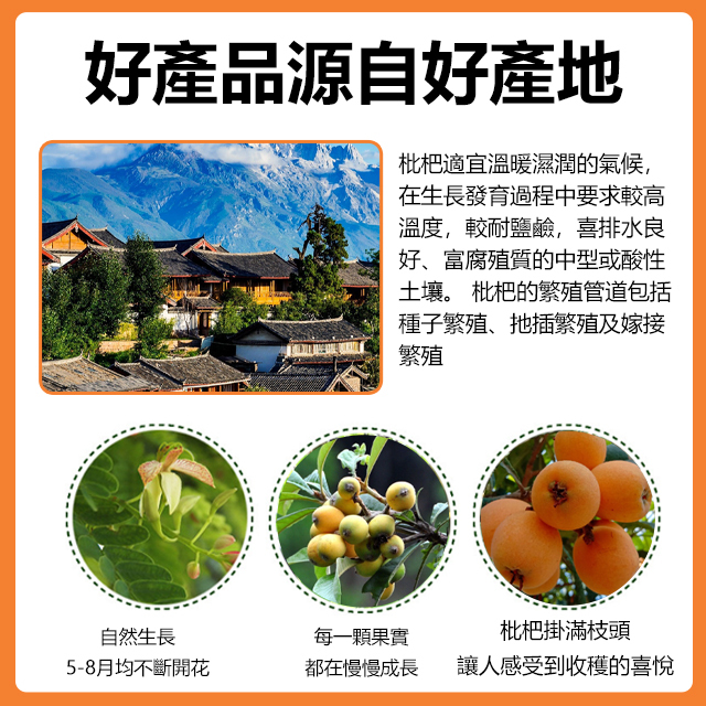 竹鹽老樹枇杷幹