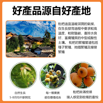 竹鹽老樹枇杷幹