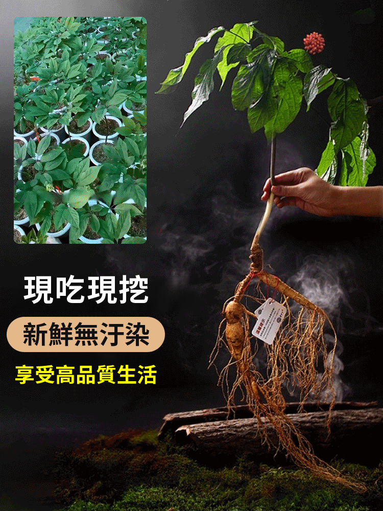 滋補之王正宗長白山人參種子