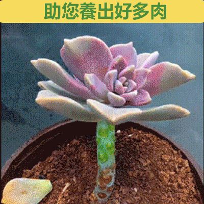 【爆長】優芽素