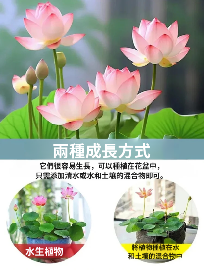 【轉運招財】觀賞水培碗蓮
