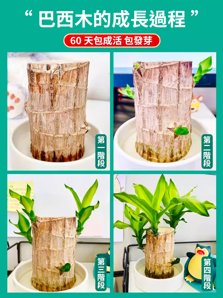 【時來運轉】水養幸運木綠植盆栽