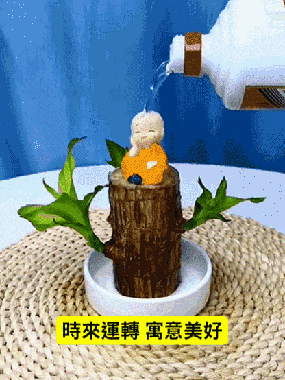 【時來運轉】水養幸運木綠植盆栽