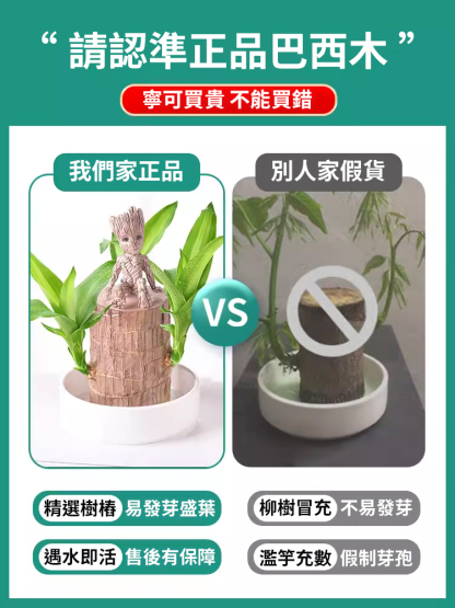【時來運轉】水養幸運木綠植盆栽