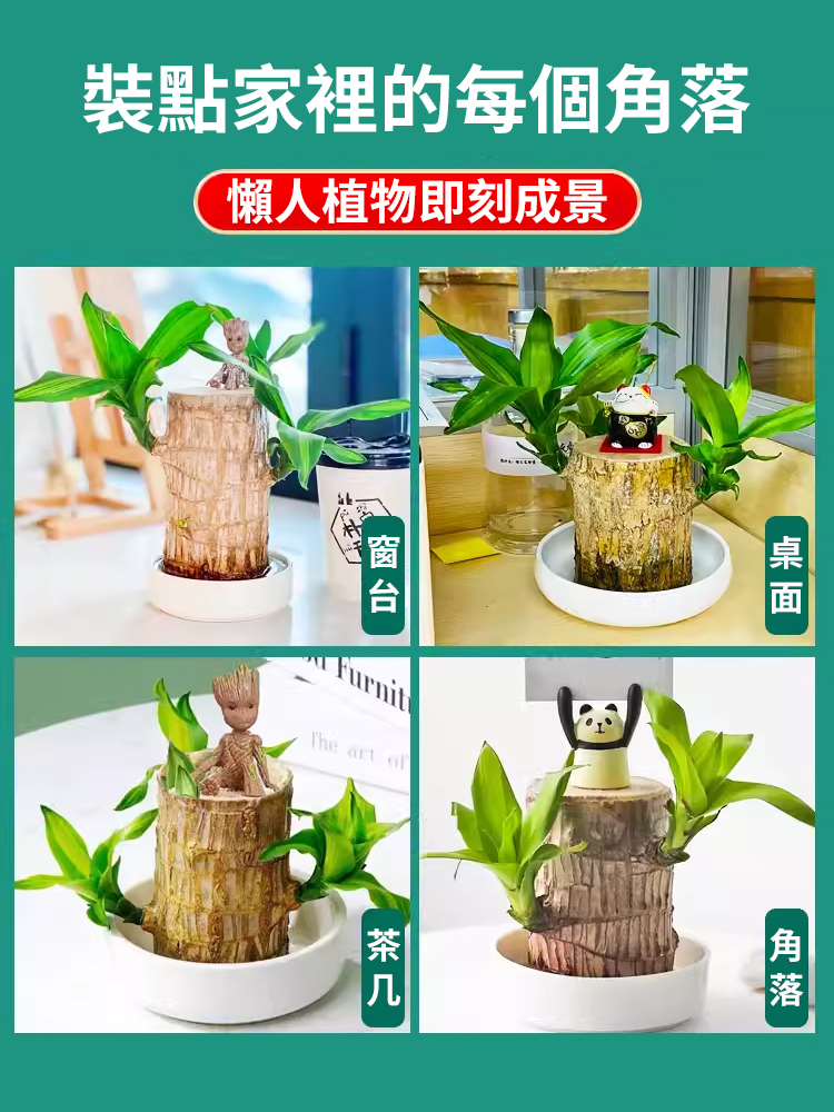 【時來運轉】水養幸運木綠植盆栽