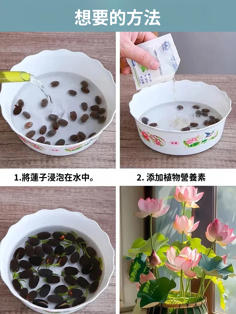 【轉運招財】觀賞水培碗蓮