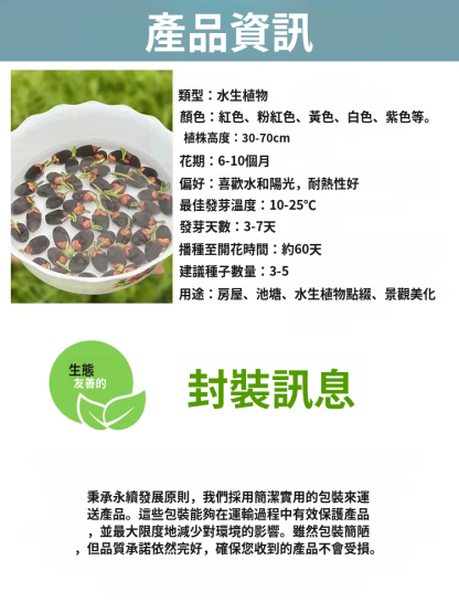 【轉運招財】觀賞水培碗蓮
