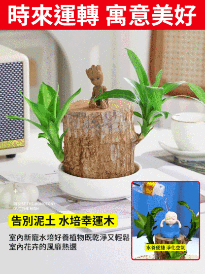 【時來運轉】水養幸運木綠植盆栽