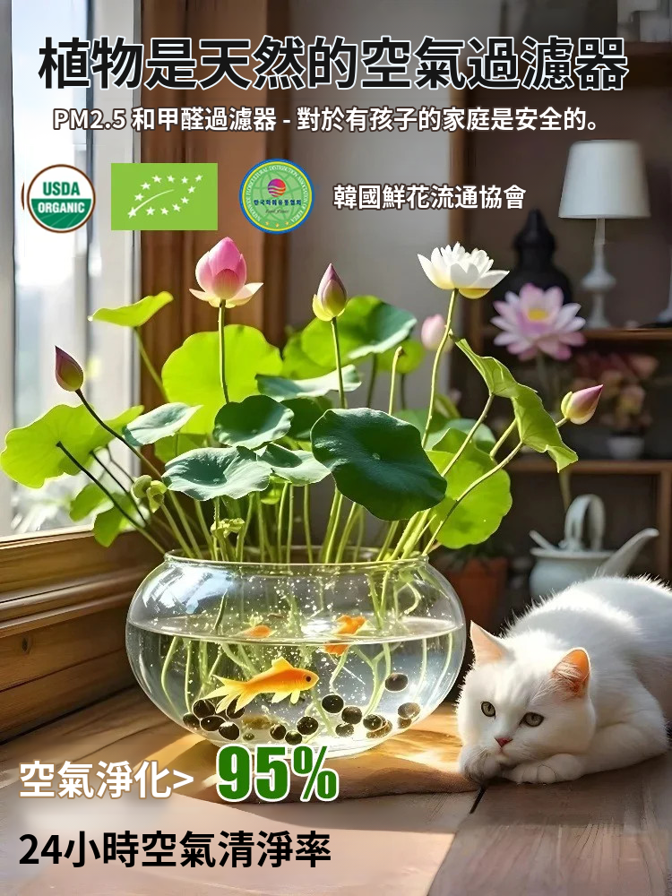 【轉運招財】觀賞水培碗蓮