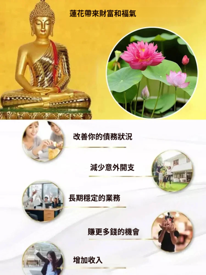 【轉運招財】觀賞水培碗蓮