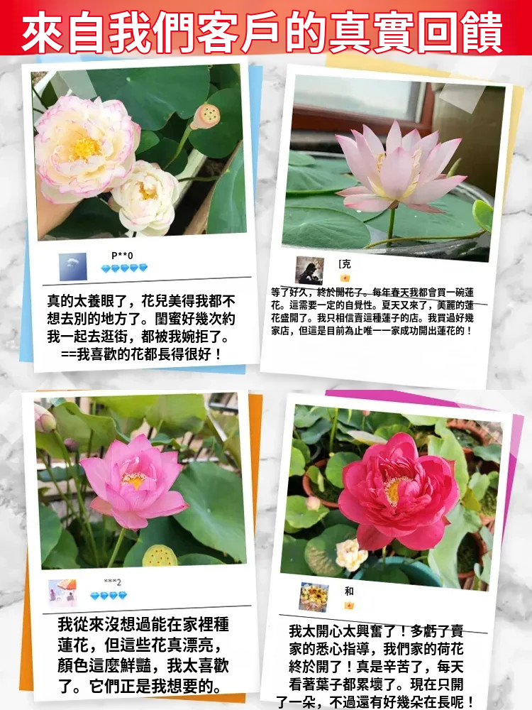 【轉運招財】觀賞水培碗蓮