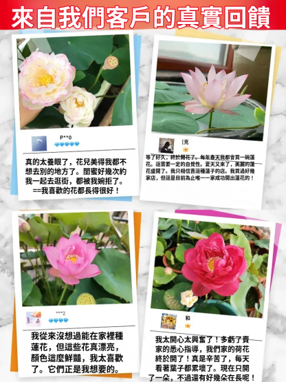 【轉運招財】觀賞水培碗蓮