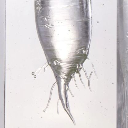 Crystal Daikon, Kitchen Decor, Tomorrow is Mine