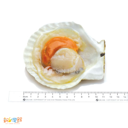 162 Emerald Half Shell Scallop with Roe 翡翠带籽半壳扇贝 700g