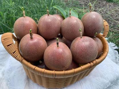 Taiwan Sweet Passion Fruit  台灣香甜百香果 (3kg)