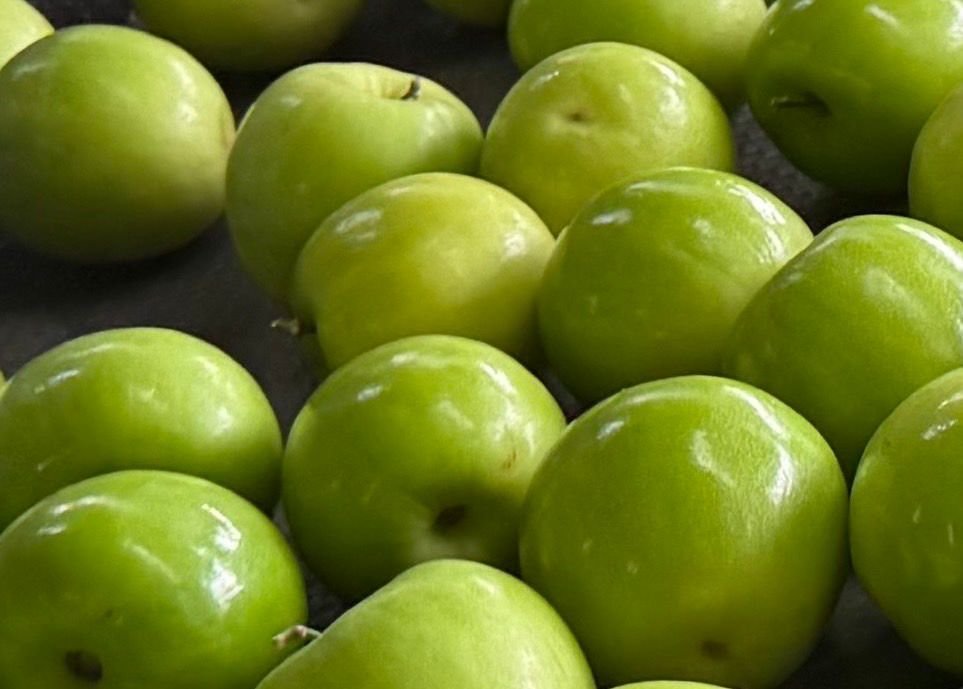 Taiwan Jujube