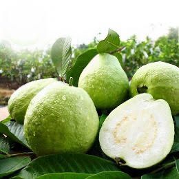Pearl Guava