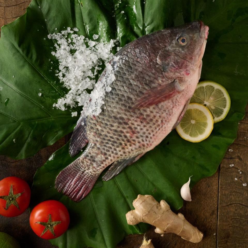 台湾鲷 (6pc/pack) Taiwan Tilapia  