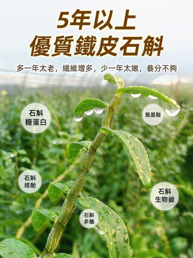 鐵皮石斛砂仁片