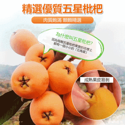 竹蜂鹽枇杷果干