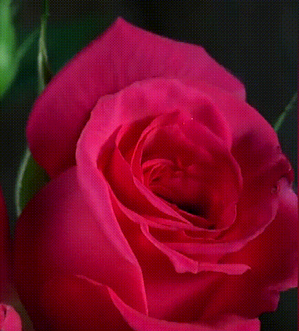 459365d17f4a7d615705ee9bf5fedd6d.gif