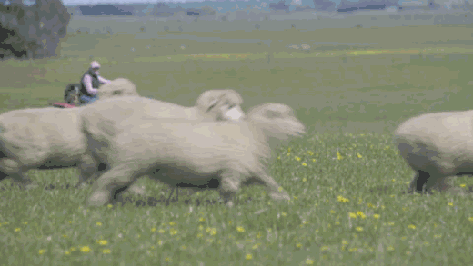 04.gif