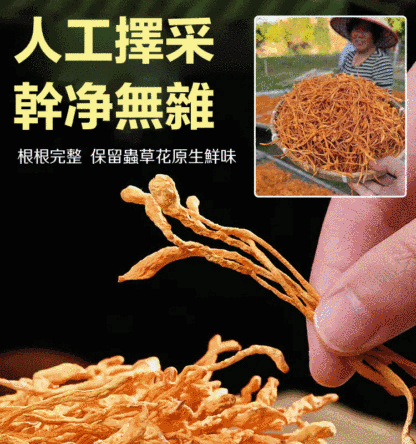 手工挑選純天然無硫蟲草花